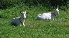 Из города — в деревню. Доброе утро. Фрагмент выпуска от 23.08.2016