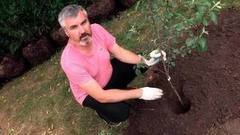 Как посадить плодовое дерево. Доброе утро. Фрагмент выпуска от 02.09.2016