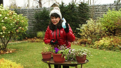 Готовим цветы к зимовке. Фазенда. Фрагмент выпуска от 06.11.2016