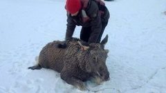 Как лосенка спасали. Доброе утро. Фрагмент выпуска от 07.11.2016