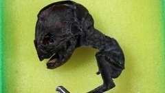 Не мышонок, не лягушка. Доброе утро. Фрагмент выпуска от 25.09.2015