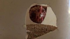 Кормушка для кур. Доброе утро. Фрагмент выпуска от 30.07.2015