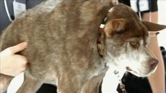 В мире. Пес-уродец. Доброе утро. Фрагмент выпуска от 17.07.2015