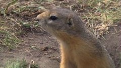 Про сусликов и не только. Доброе утро. Фрагмент выпуска от 16.07.2015