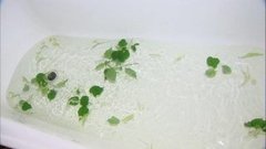 Целебная липа. Доброе утро. Фрагмент выпуска от 07.07.2015