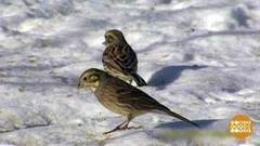 Овсянки! Доброе утро. Фрагмент выпуска от 03.03.2017