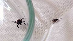 И снова про клещей. Доброе утро. Фрагмент выпуска от 09.06.2015