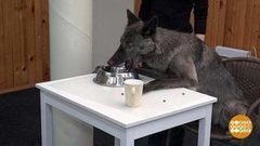 Волк в квартире? Доброе утро. Фрагмент выпуска от 15.03.2017