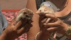 В мире. Международный день друзей. Доброе утро. Фрагмент выпуска от 09.06.2015