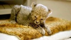 В мире. Национальный праздник в США. Доброе утро. Фрагмент выпуска от 04.06.2015