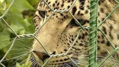 Животные. Привет, старый знакомый! Доброе утро. Фрагмент выпуска от 26.05.2015