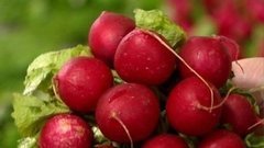 Молодая редиска. Доброе утро. Фрагмент выпуска от 26.05.2015