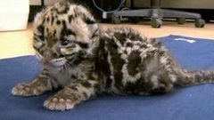 В мире. Дымчатый леопард. Доброе утро. Фрагмент выпуска от 08.05.2015