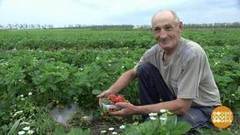 Земляничная география. Доброе утро. Фрагмент выпуска от 29.05.2017