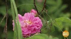 Миллион крымских роз. Доброе утро. Фрагмент выпуска от 14.06.2017