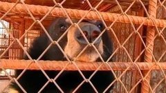 В мире. Скандал из-за медведей. Доброе утро. Фрагмент выпуска от 21.04.2015