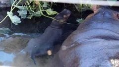 В мире. Редкий бегемотик. Доброе утро. Фрагмент выпуска от 20.04.2015