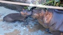 В мире. Редкие бегемоты. Доброе утро. Фрагмент выпуска от 08.04.2015