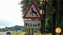 Осторожно, лоси! Доброе утро. Фрагмент выпуска от 24.07.2017