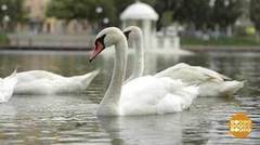 Лебединое озеро в Астрахани. Доброе утро. Фрагмент выпуска от 08.08.2017
