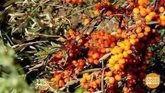 Облепиховый сезон. Доброе утро. Фрагмент выпуска от 30.08.2017