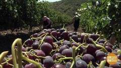 Крымский виноград. Доброе утро. Фрагмент выпуска от 06.09.2017