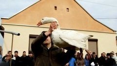 В мире. Битва гусаков. Доброе утро. Фрагмент выпуска от 11.03.2015