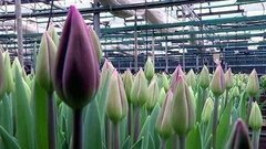 Цветочное царство. Доброе утро. Фрагмент выпуска от 06.03.2015