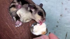 Квартира-зоопарк. Доброе утро. Фрагмент выпуска от 26.02.2015