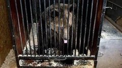 Пенсия для медведя. Доброе утро. Фрагмент выпуска от 25.02.2015