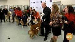 В мире. Самые популярные псы. Доброе утро. Фрагмент выпуска от 07.12.2017