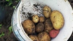 Идем копать картошку. Доброе утро. Фрагмент выпуска от 04.09.2015