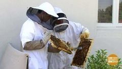 В мире. Городские пчелы. Доброе утро. Фрагмент выпуска от 15.12.2017