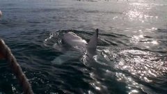 В мире. Атаки акул. Доброе утро. Фрагмент выпуска от 26.08.2015