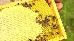 Мeд. От пасеки до прилавка. Доброе утро. Фрагмент выпуска от 25.08.2015