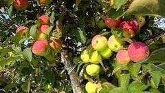 Яблочные рецепты. Доброе утро. Фрагмент выпуска от 19.08.2015