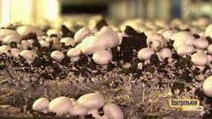 Как растут грибы. Контрольная закупка. Фрагмент выпуска от 16.01.2018