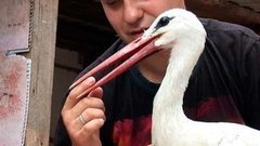 Спасаем аиста. Доброе утро. Фрагмент выпуска от 14.08.2015