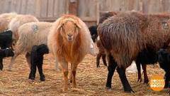 Считаем овечек. Доброе утро. Фрагмент выпуска от 15.03.2018