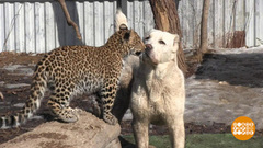 Про овчарку и леопарда. Доброе утро. Фрагмент выпуска от 20.03.2018