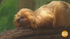 В мире. Редкая обезьянка. Доброе утро. Фрагмент выпуска от 02.04.2018