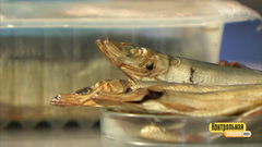 Салака холодного копчения. Победитель программы. Контрольная закупка. Фрагмент выпуска от 03.05.2018