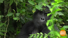 В мире. Перепись горилл. Доброе утро. Фрагмент выпуска от 07.05.2018