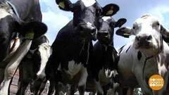 Хорошо быть буренкой… Доброе утро. Фрагмент выпуска от 01.06.2018