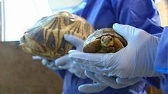 В мире. Лучистые черепахи. Доброе утро. Фрагмент выпуска от 26.10.2015