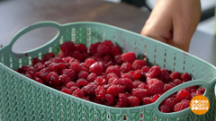 Малиновое варенье от Марии Суровой. Доброе утро. Фрагмент выпуска от 06.08.2018