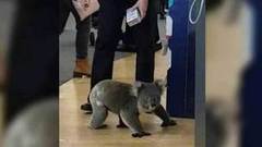 Коала зачастила в аптеку. Хиты интернета