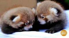 В мире. Потомство у красных панд. Доброе утро. Фрагмент выпуска от 06.09.2018