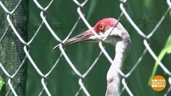 В мире. Возвращение журавлей. Доброе утро. Фрагмент выпуска от 07.09.2018