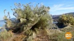 В мире. Нашествие пауков. Доброе утро. Фрагмент выпуска от 02.10.2018